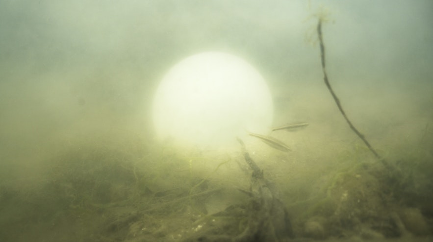 A hazy, glowing orb in a bed of tangled roots and transparent small fish.